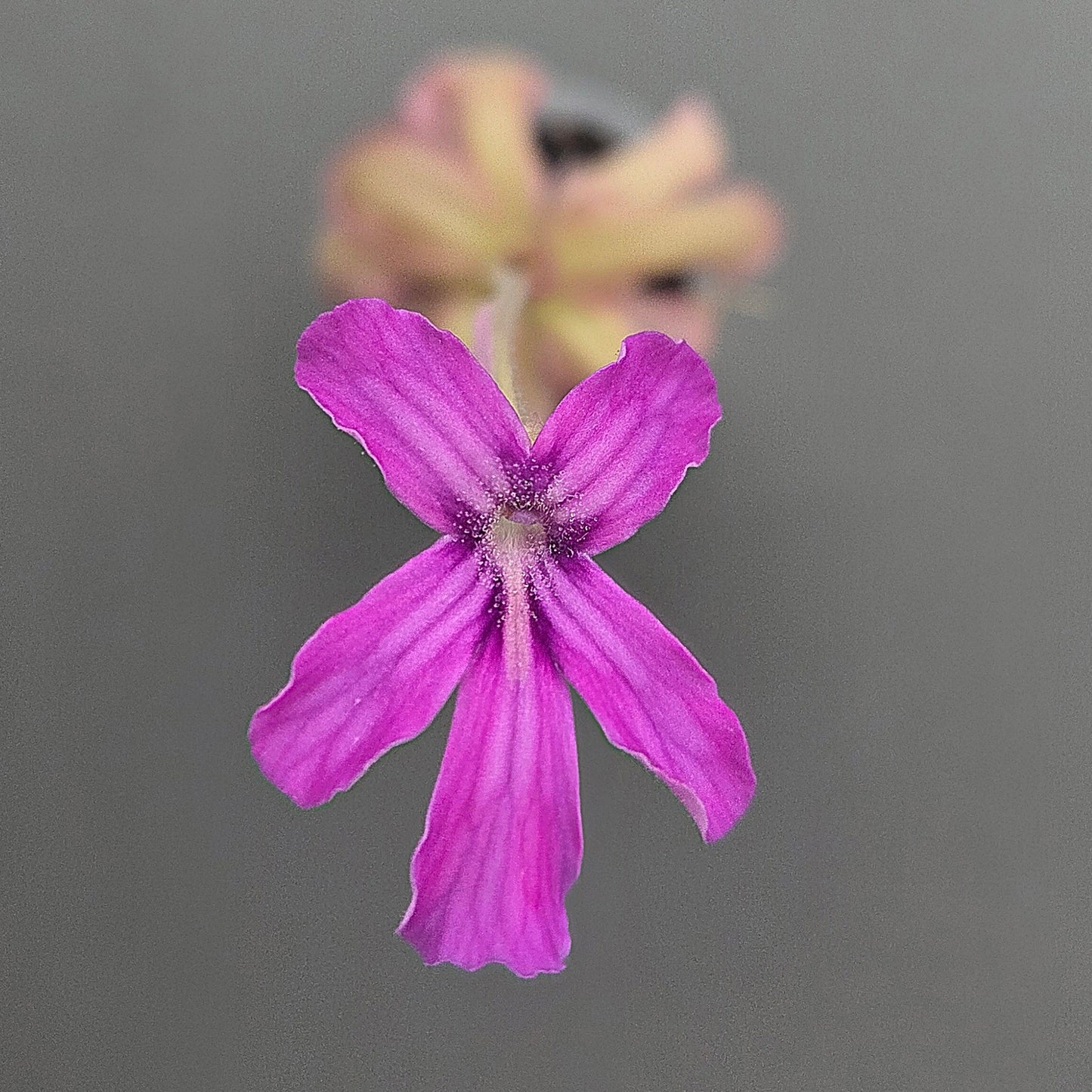 Pinguicula ANPA A x laueana