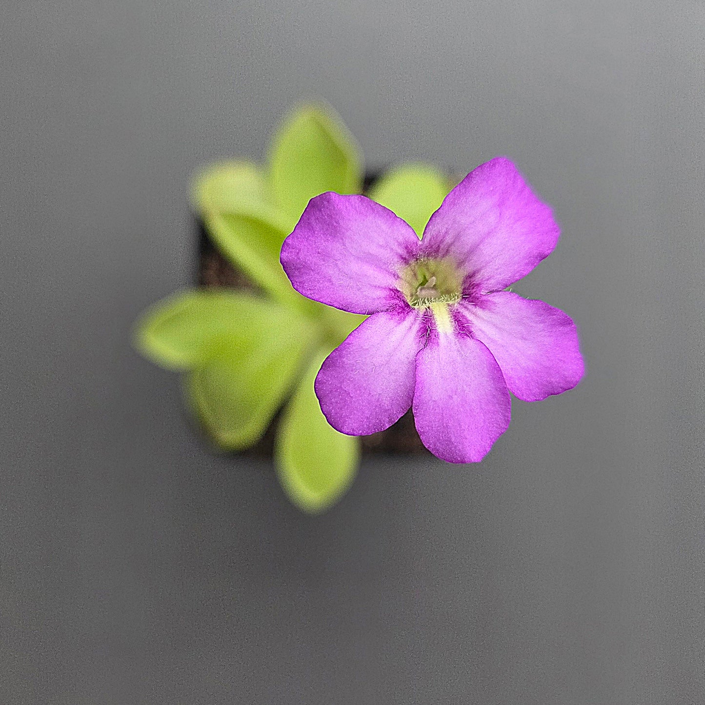 Pinguicula Big Purple Thing x agnata Red Leaf CL1