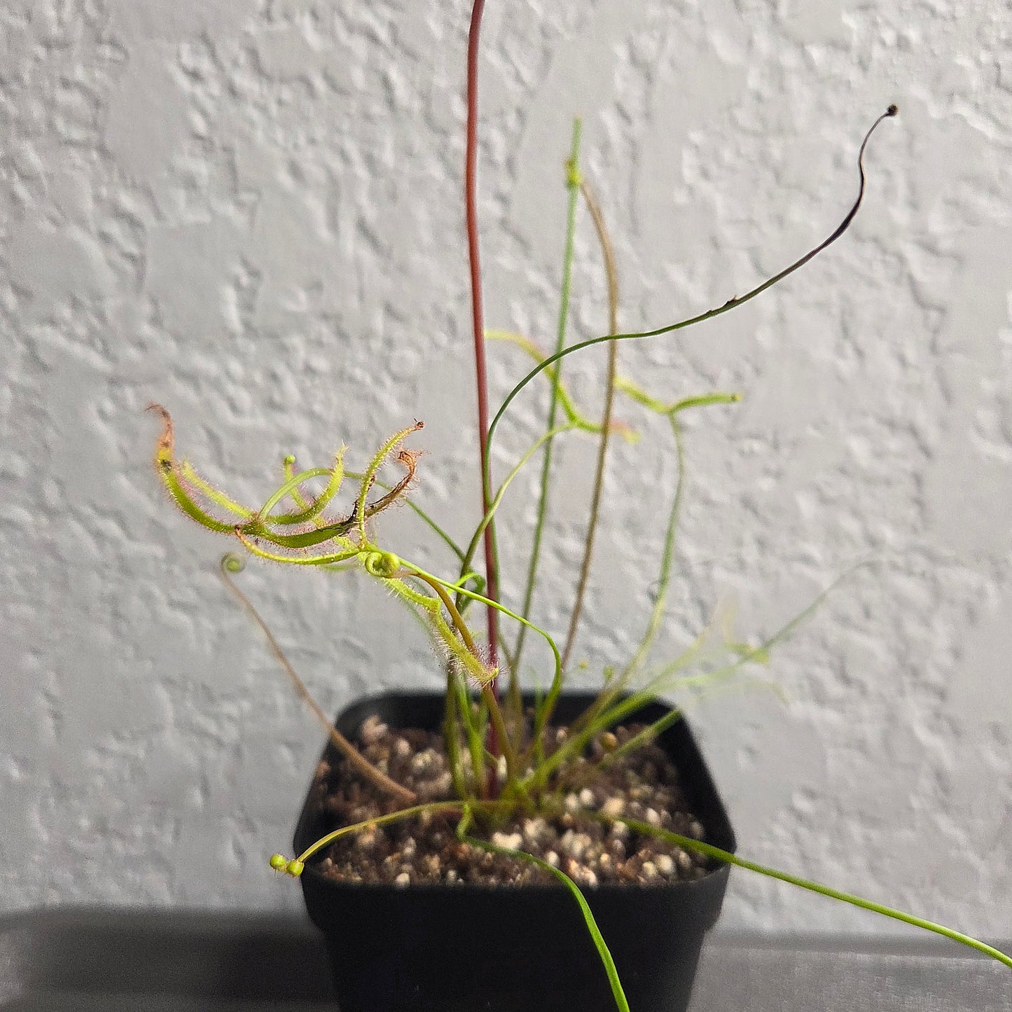 Drosera binata