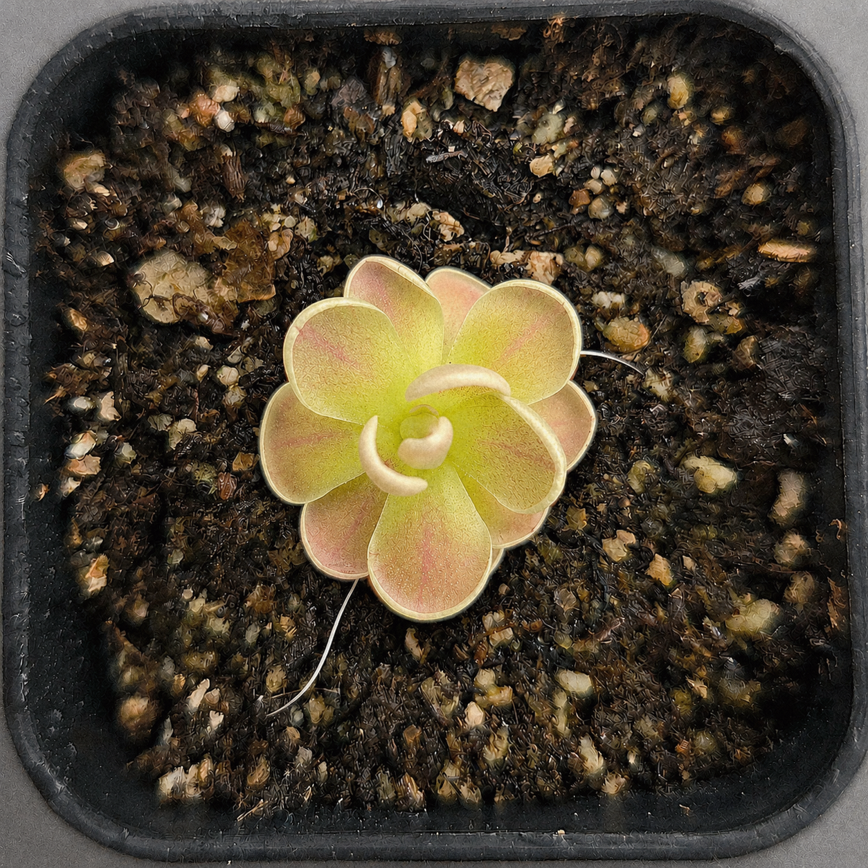 Pinguicula debbertiana