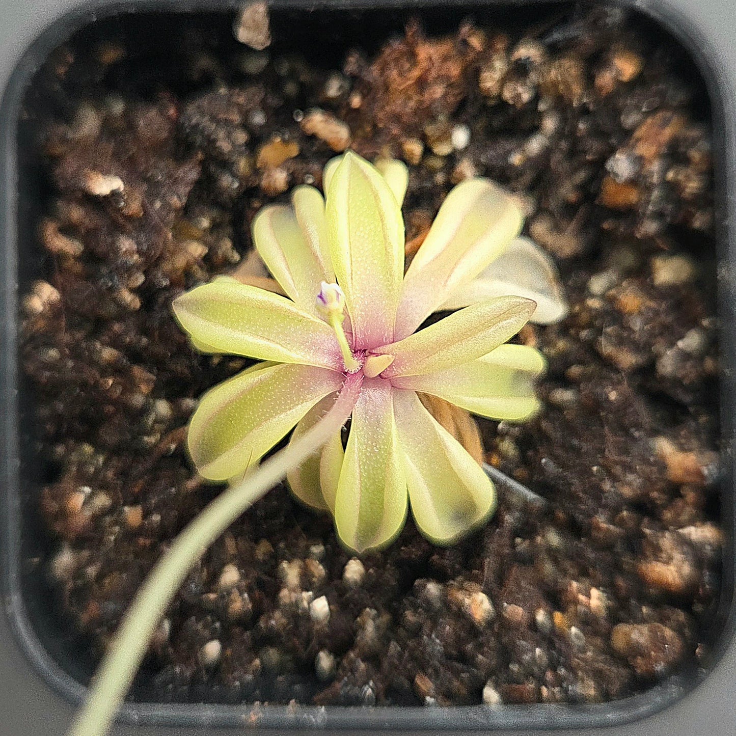 Pinguicula emarginata