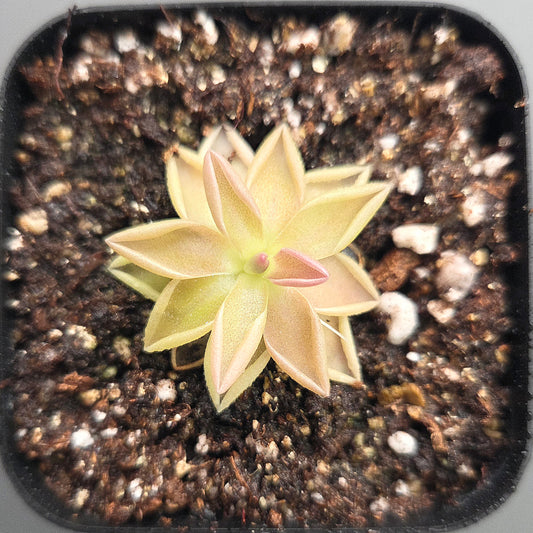 Pinguicula Estrellita
