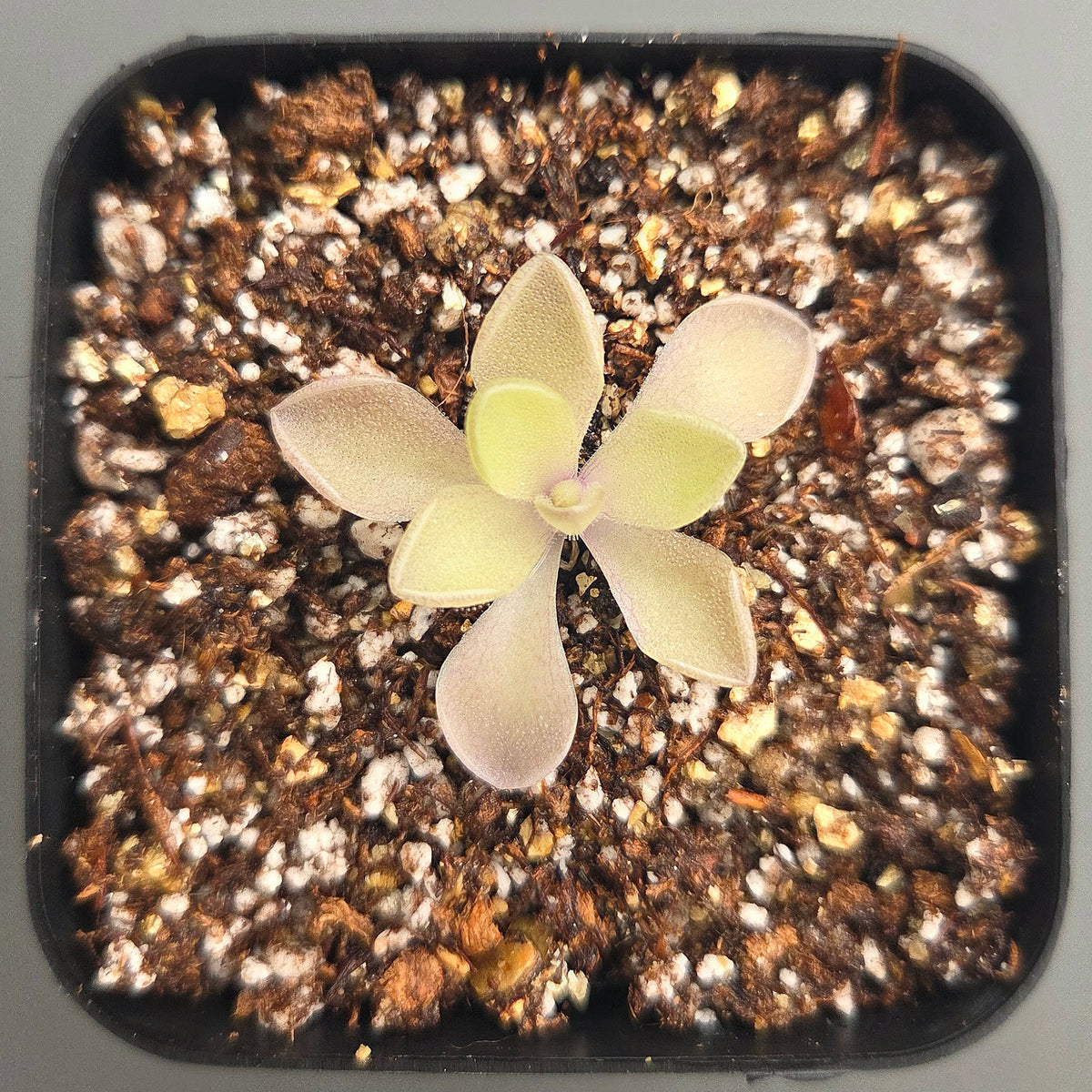 Pinguicula gigantea Red Flush x cyclosecta
