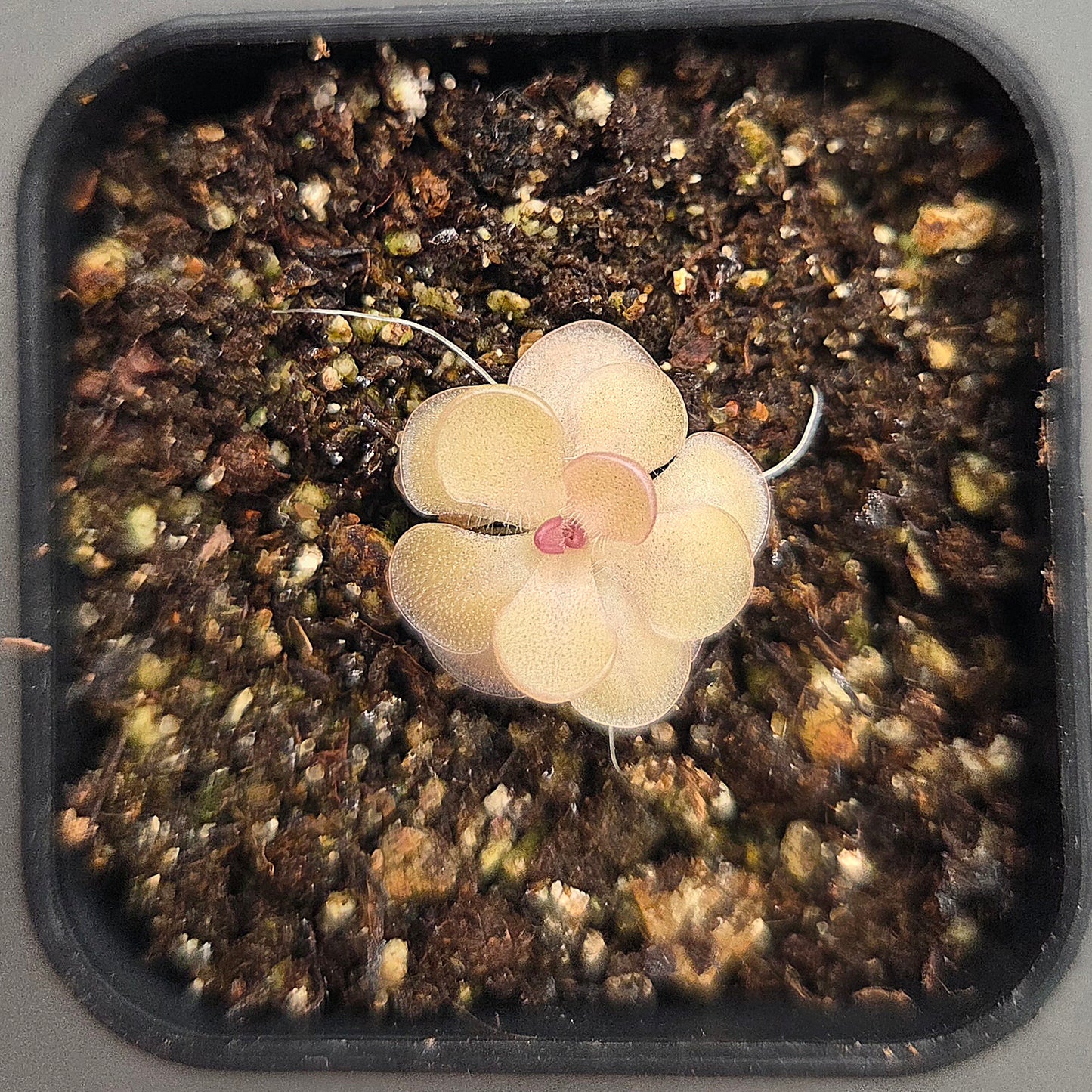 Pinguicula Hanka