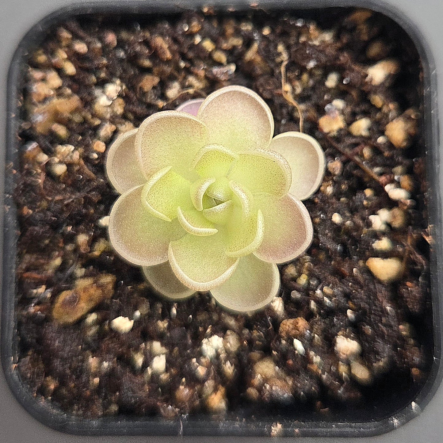 Pinguicula jaumavensis x cyclosecta