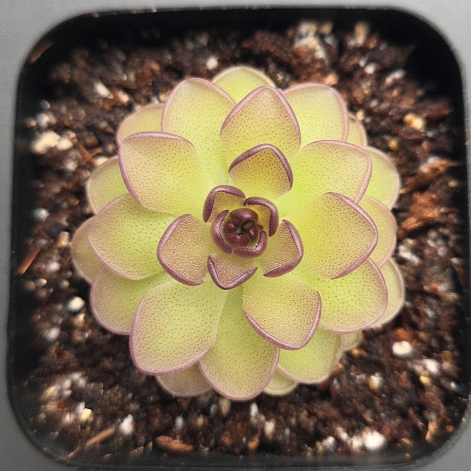 Pinguicula laueana Tangerine x cyclosecta