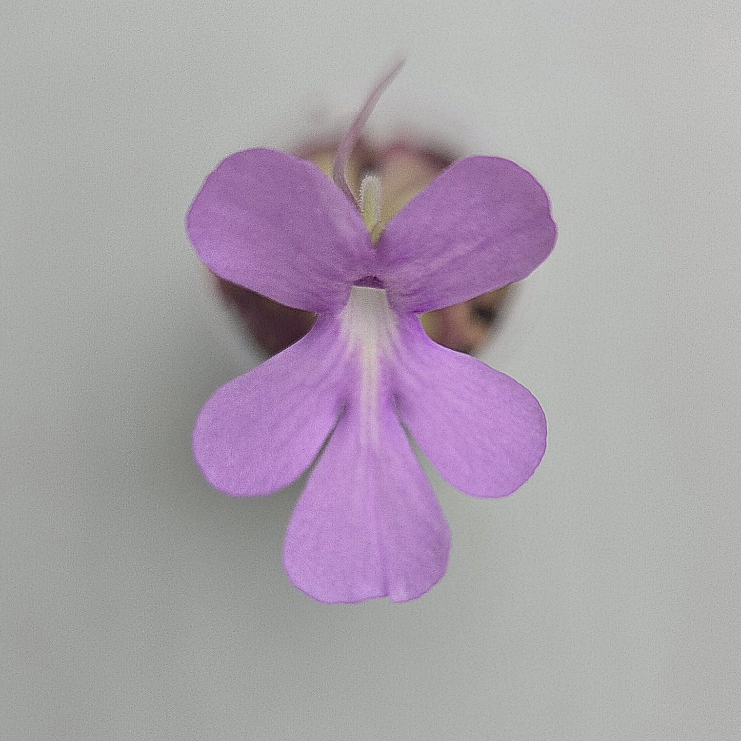 Pinguicula Lilac Lollipop