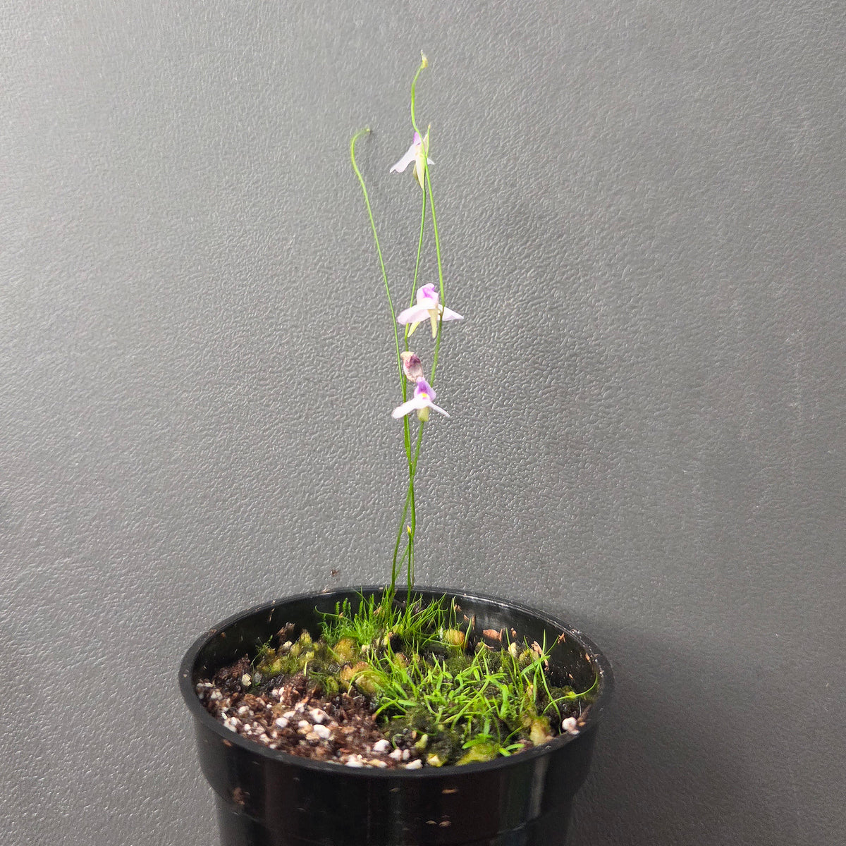 Utricularia blanchetii