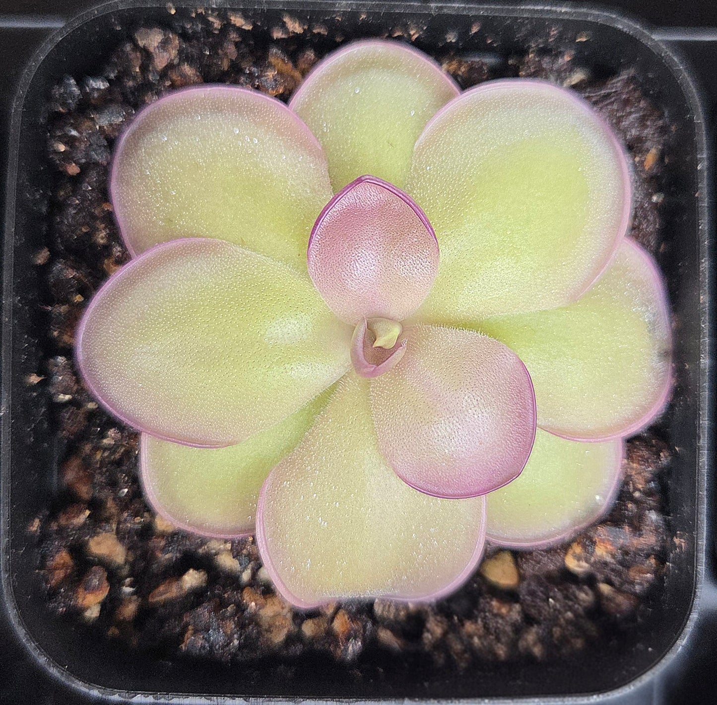 Pinguicula Leilani