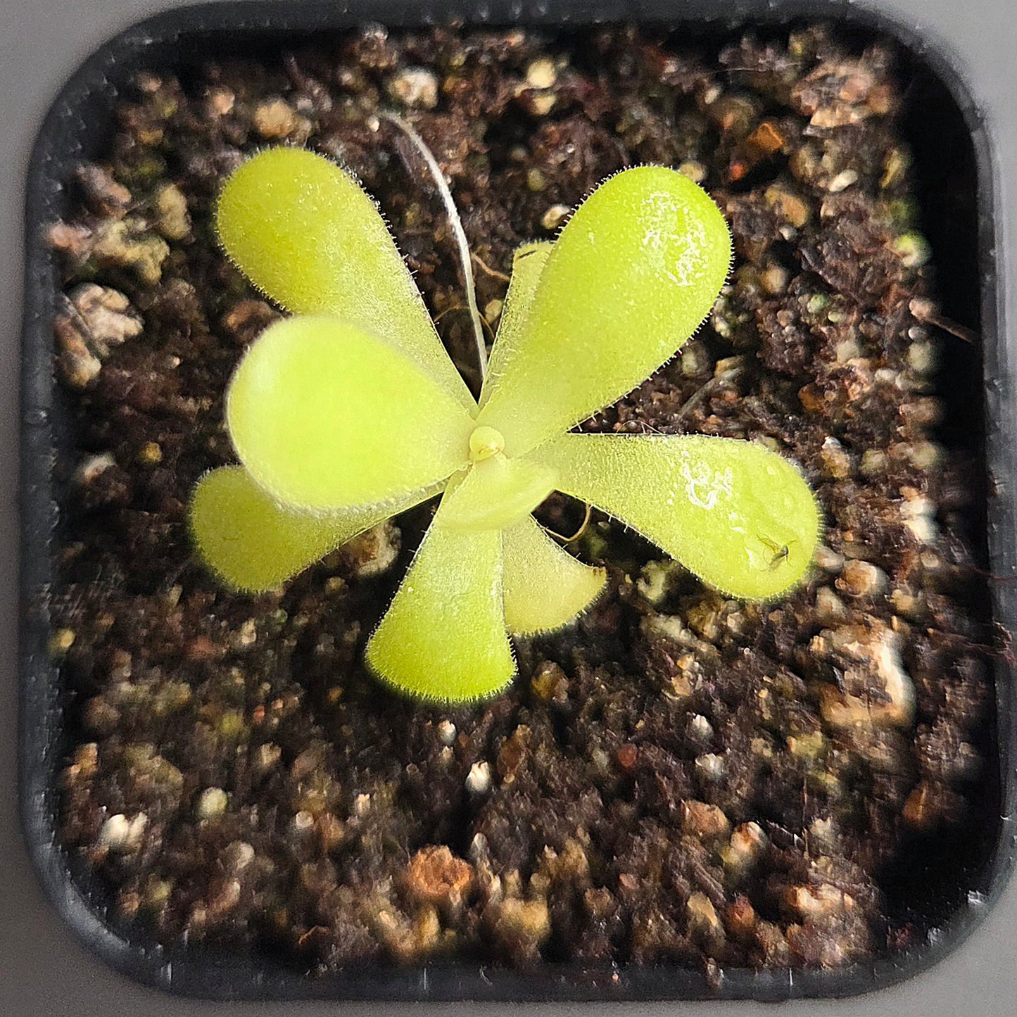 Pinguicula agnata