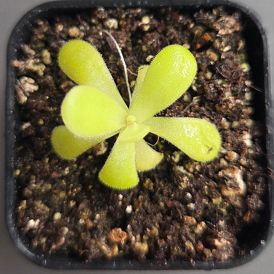 Pinguicula agnata