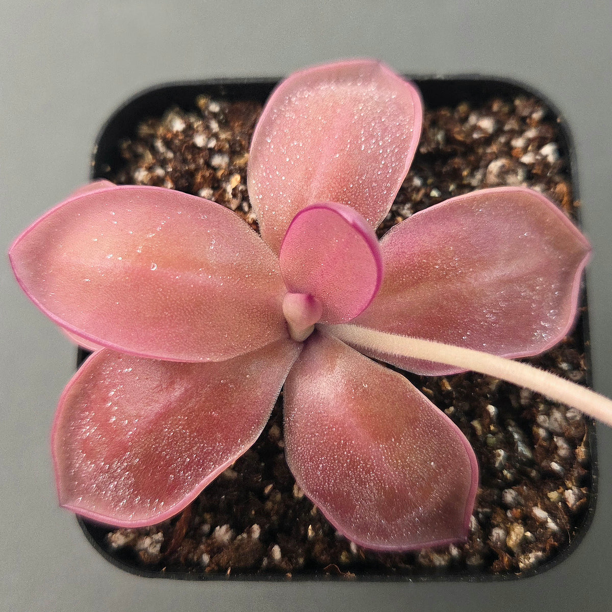 Pinguicula agnata Red Leaf x Big Purple Thing