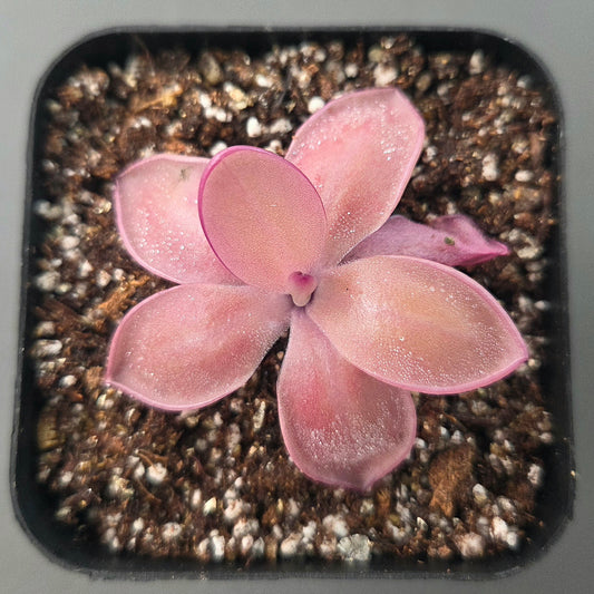 Pinguicula agnata Red Leaf x Big Purple Thing