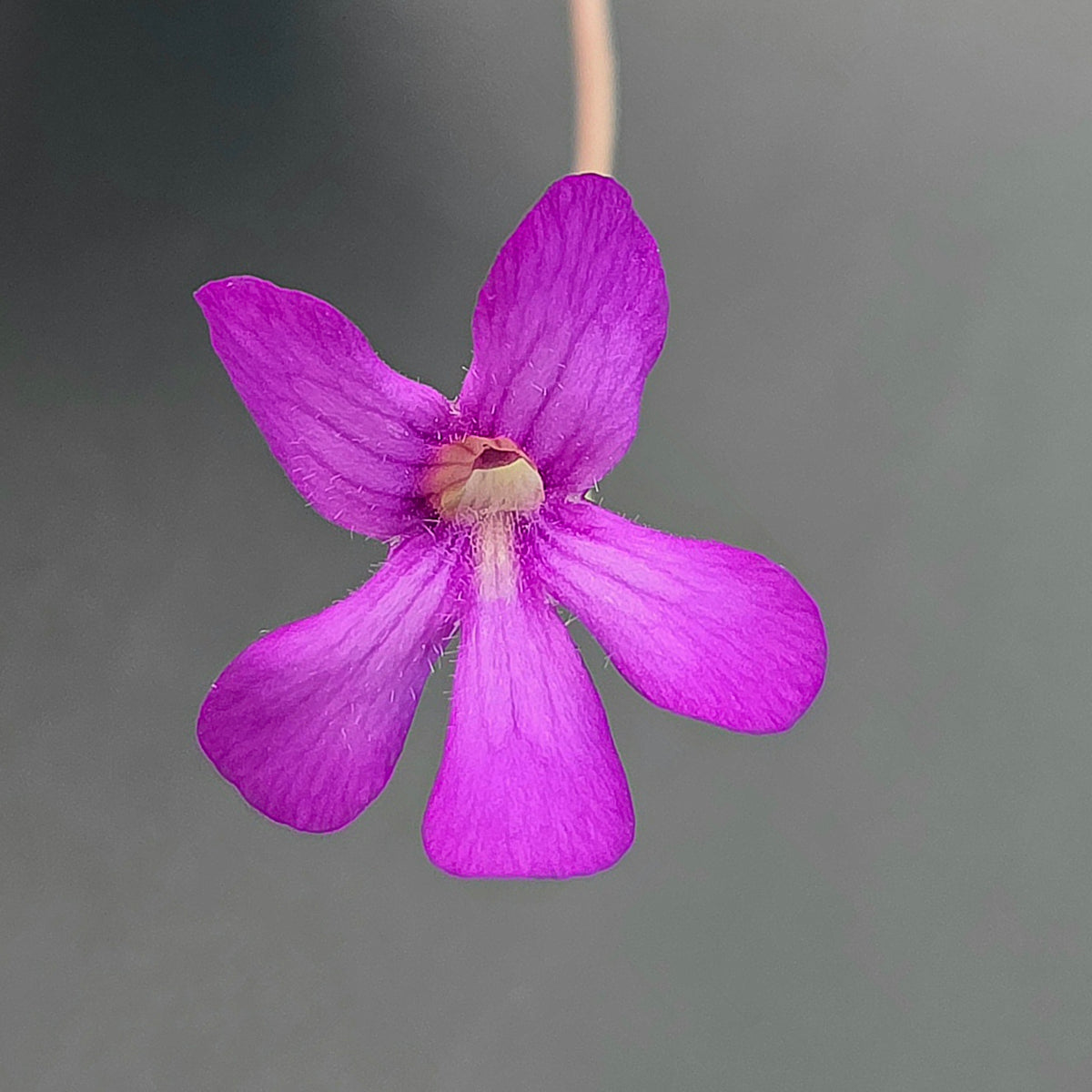 Pinguicula agnata Red Leaf x Big Purple Thing