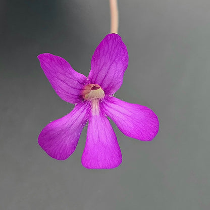 Pinguicula agnata Red Leaf x Big Purple Thing