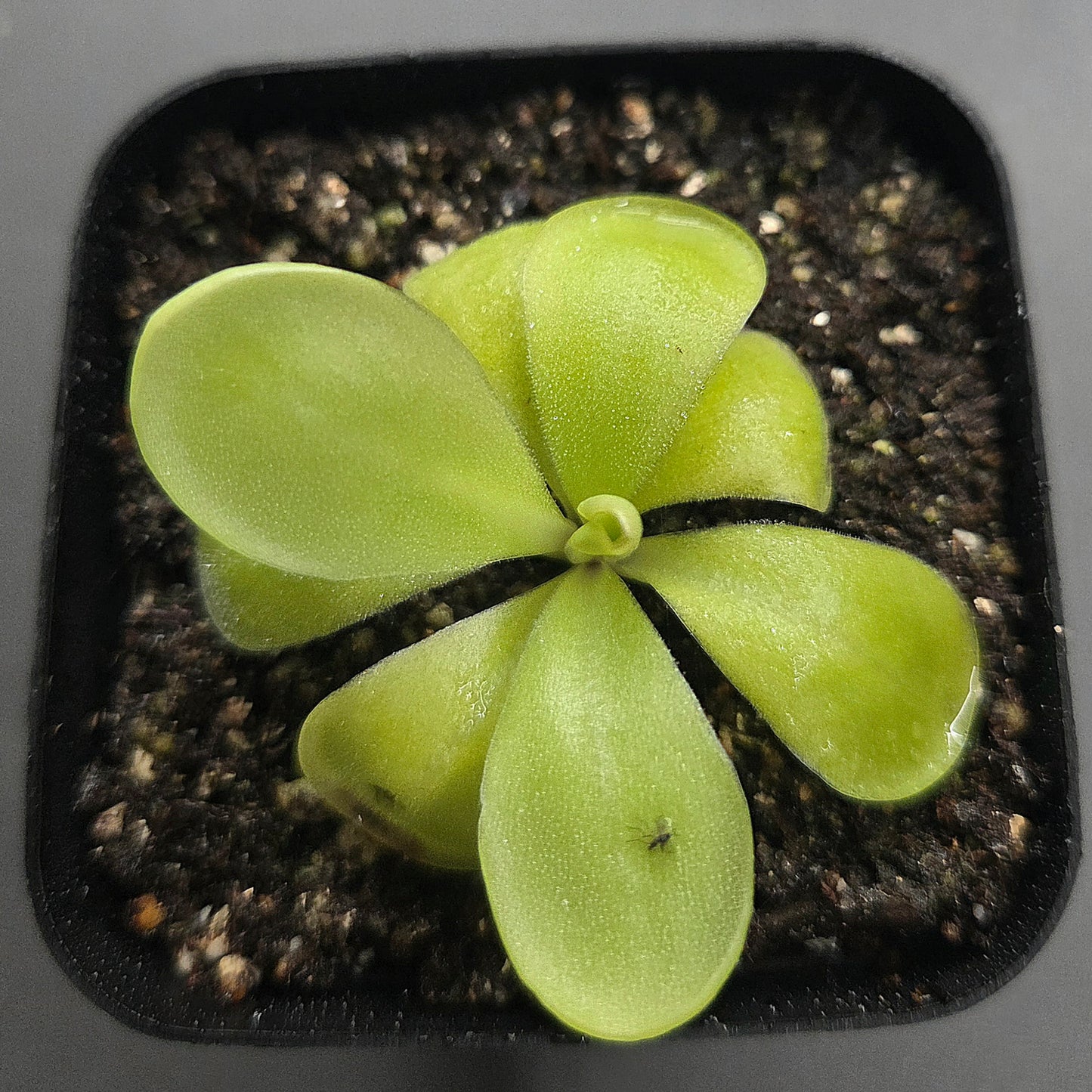 Pinguicula agnata True Blue x huahuapan