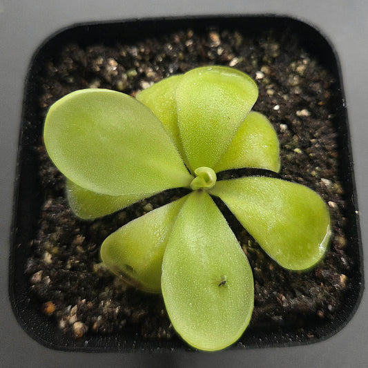 Pinguicula agnata True Blue x huahuapan