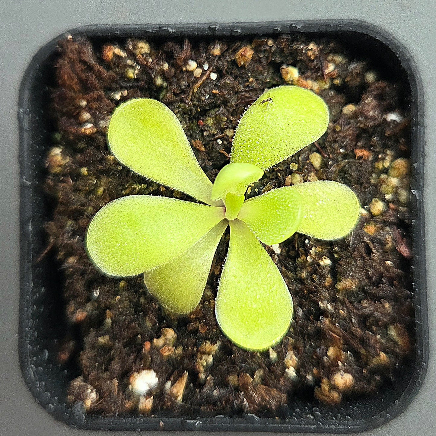 Pinguicula agnata True Blue x huahuapan