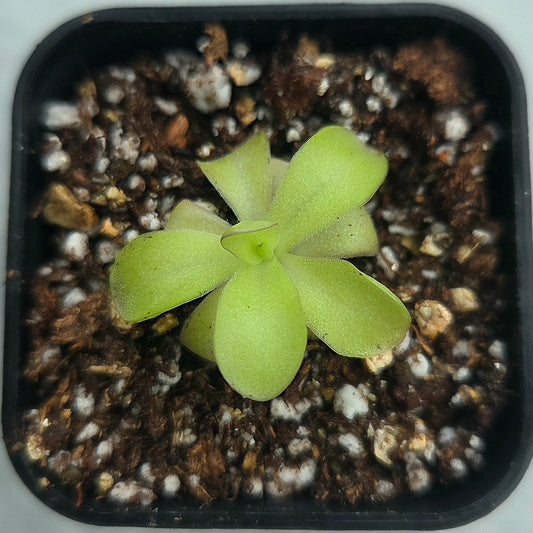 Pinguicula agnata x cyclosecta