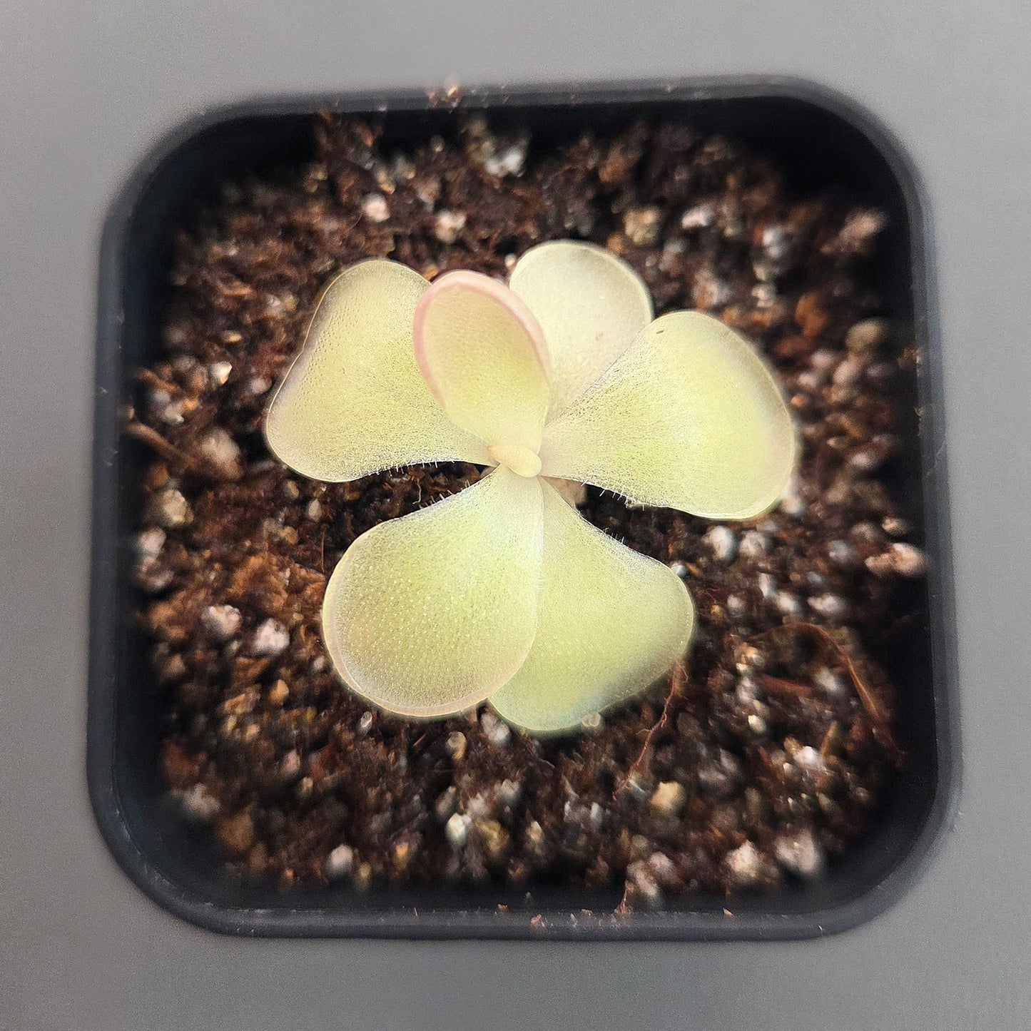 Pinguicula Ali Rose