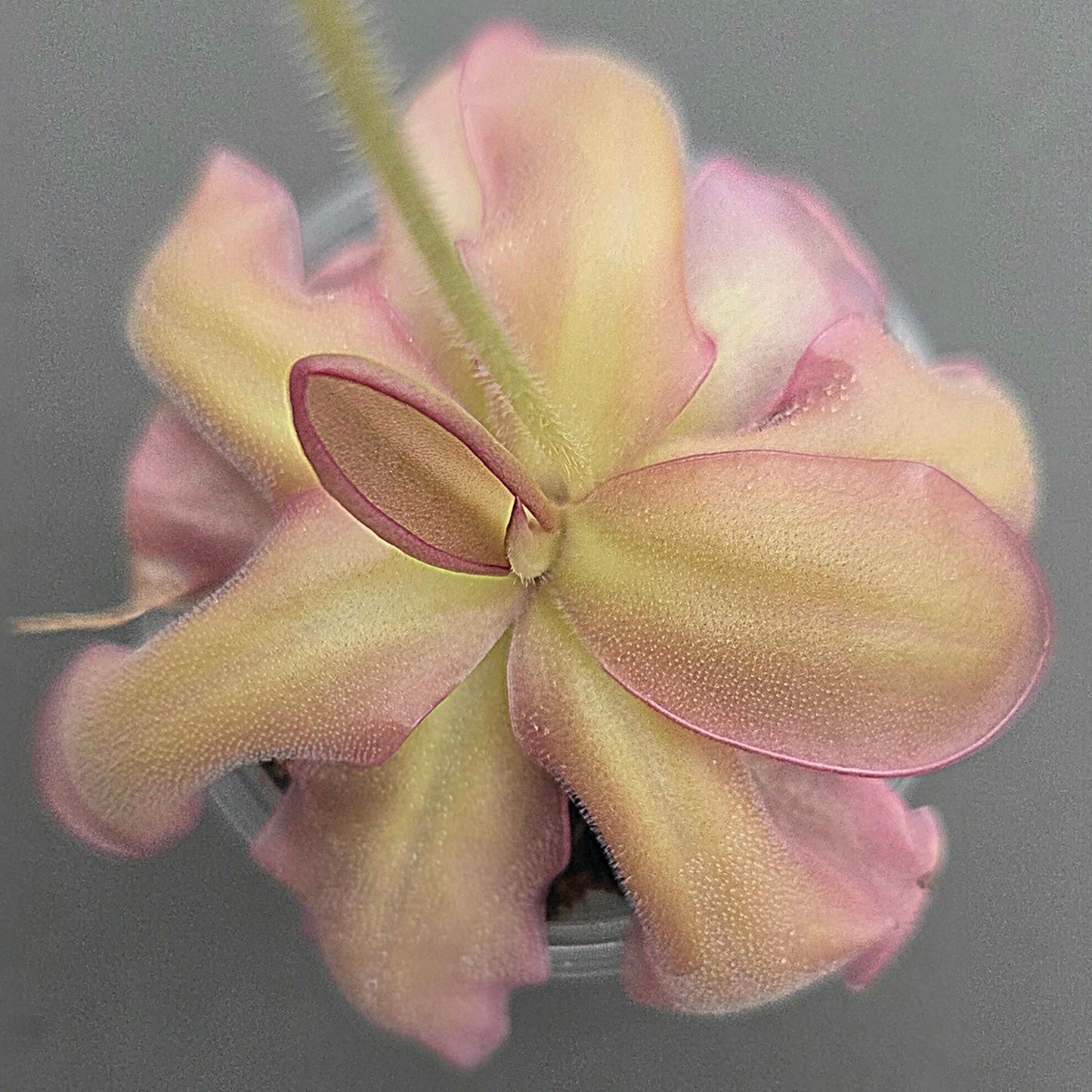 Pinguicula ANPA A x laueana
