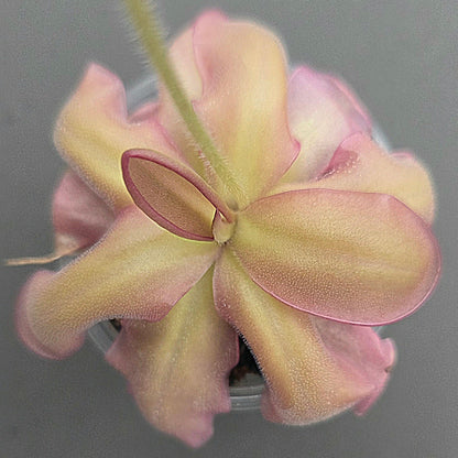 Pinguicula ANPA A x laueana