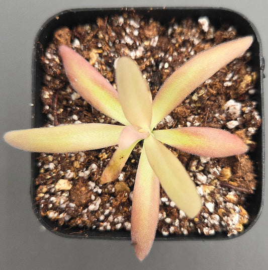 Pinguicula Aphrodite
