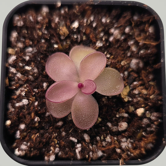 Pinguicula Big Purple Thing x agnata Red Leaf CL2