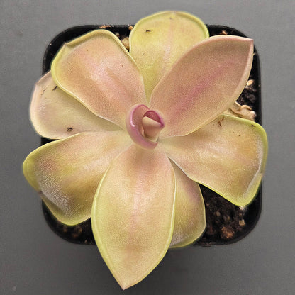 Pinguicula Big Purple Thing x agnata Red Leaf CL1