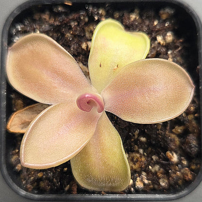 Pinguicula Big Purple Thing x agnata Red Leaf CL1