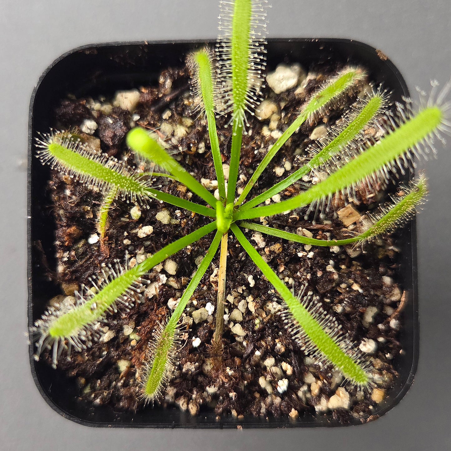 Drosera capensis