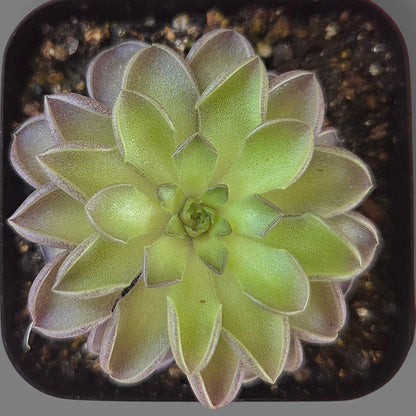 Pinguicula cyclosecta