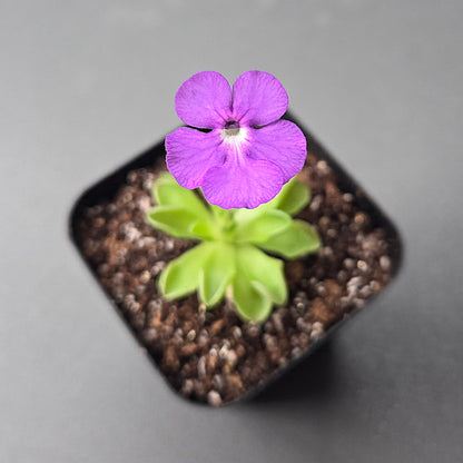 Pinguicula cyclosecta
