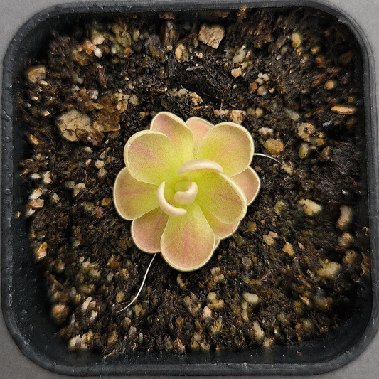 Pinguicula debbertiana