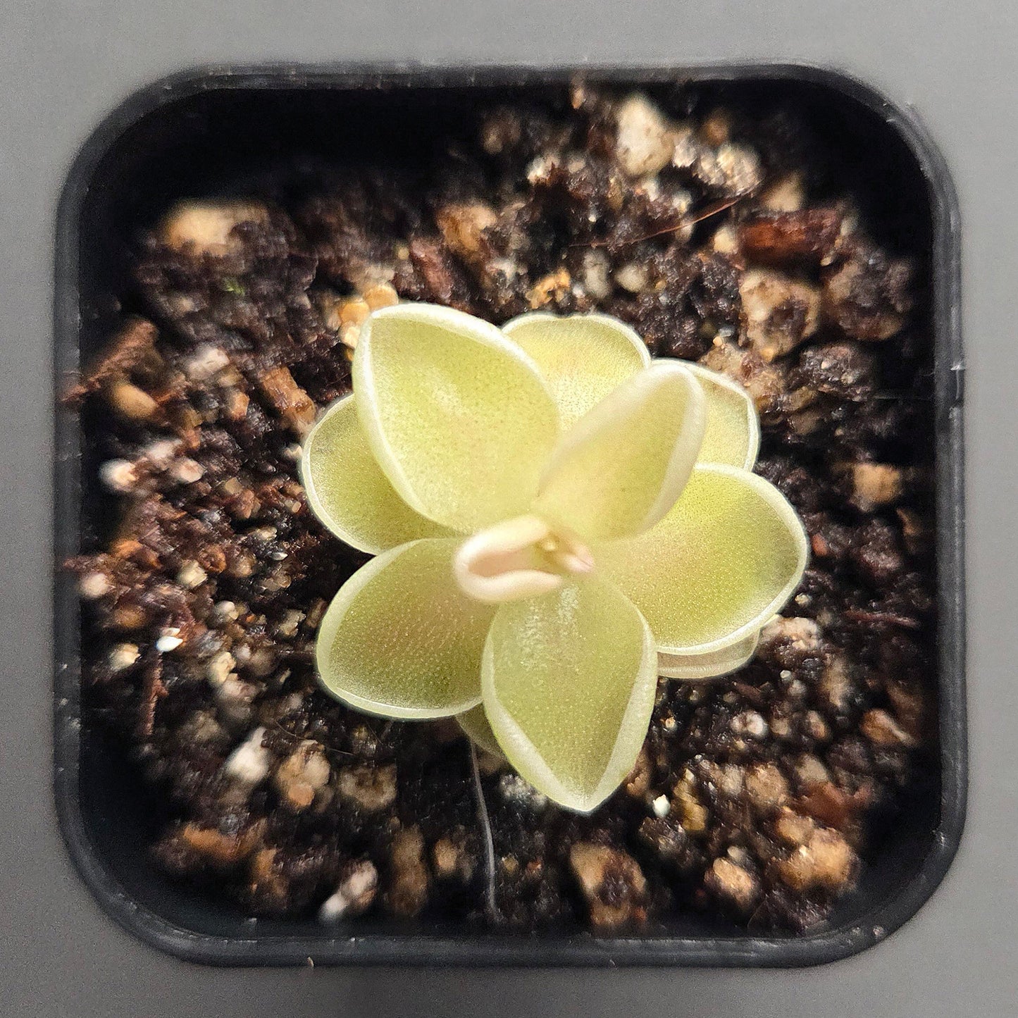 Pinguicula ehlersiae Cotton Candy