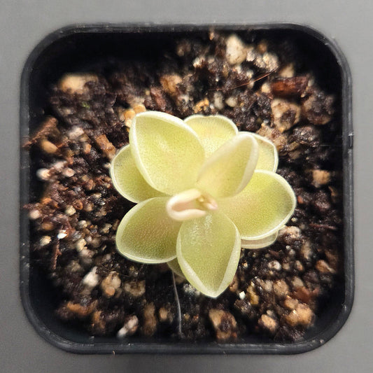 Pinguicula ehlersiae Cotton Candy