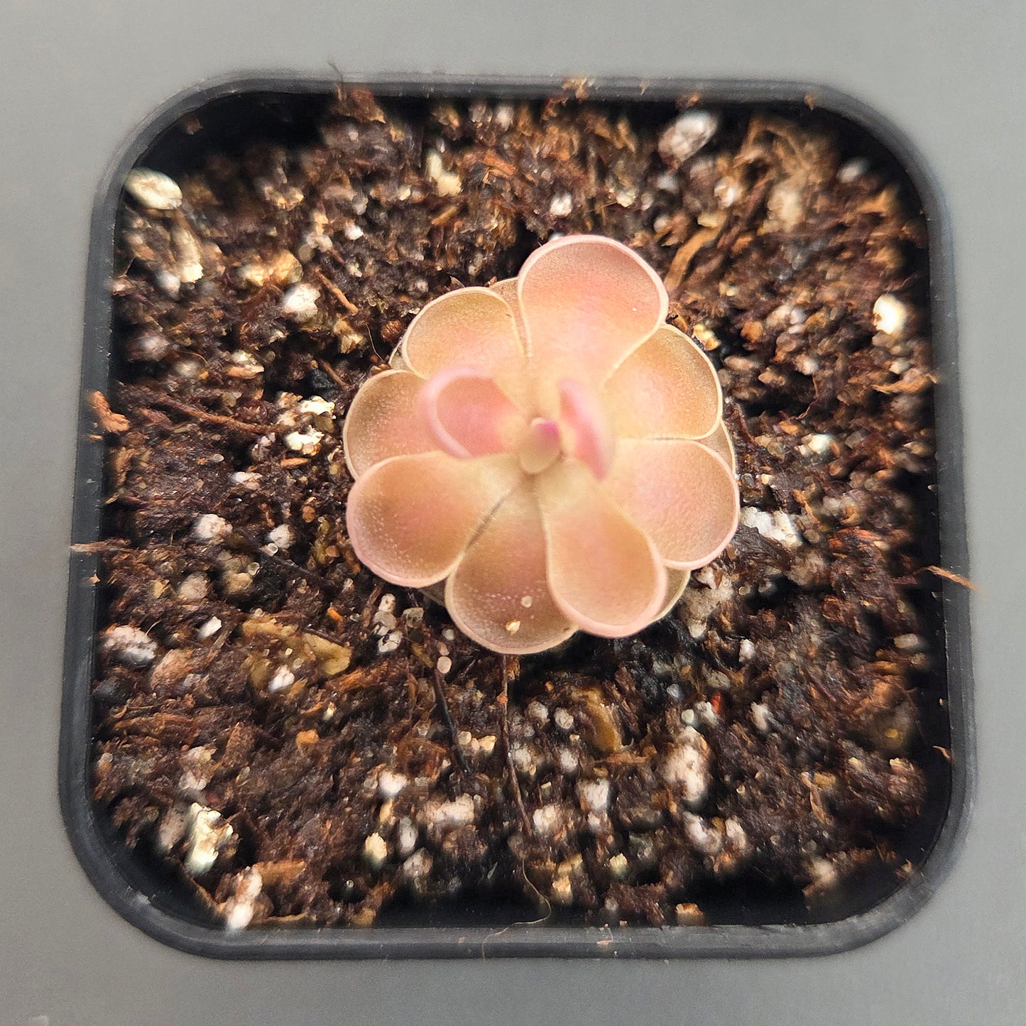 Pinguicula ehlersiae x mesophytica
