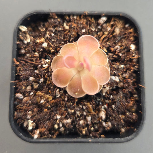 Pinguicula ehlersiae x mesophytica