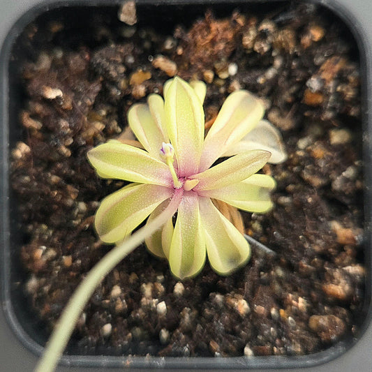 Pinguicula emarginata
