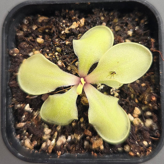 Pinguicula emarginata x huahuapan