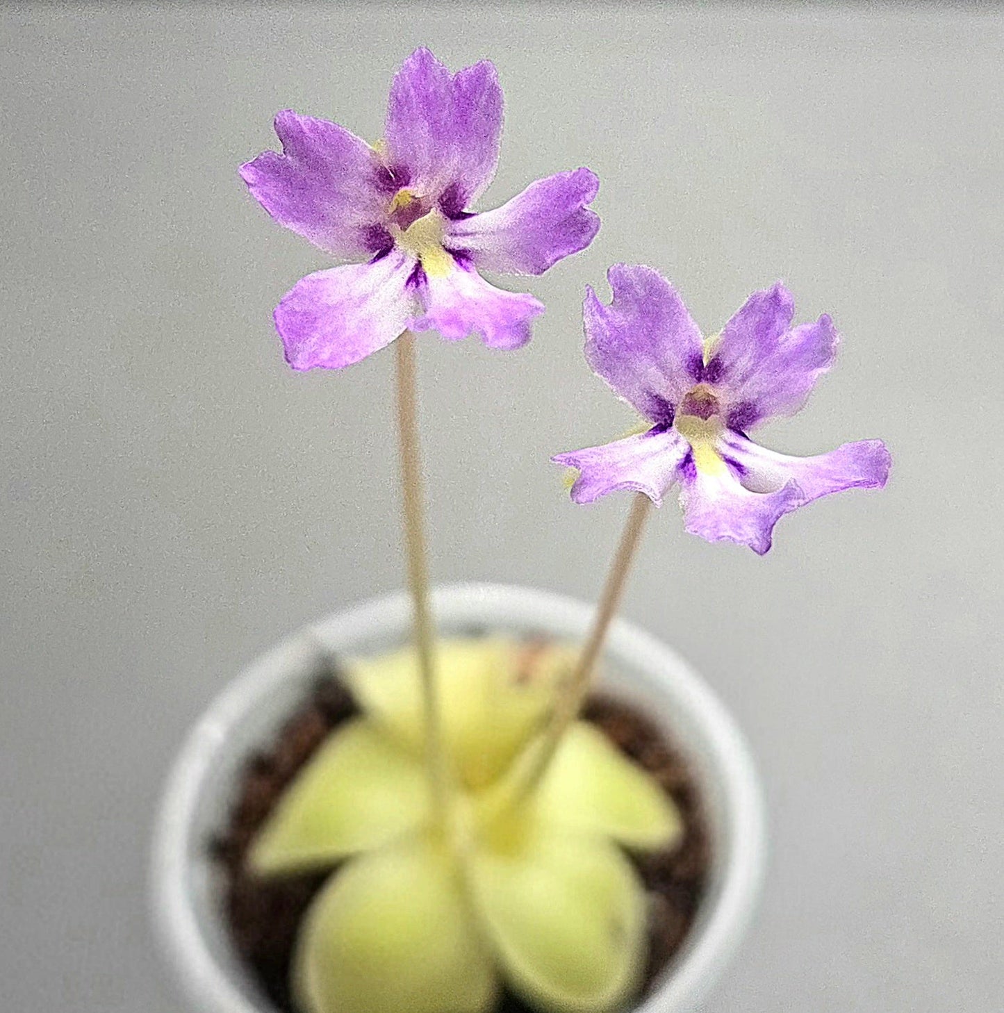 Pinguicula emarginata x huahuapan