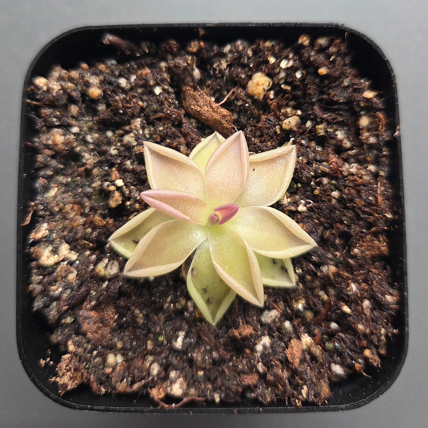 Pinguicula Estrellita
