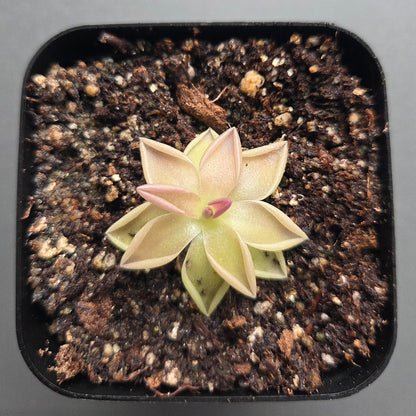 Pinguicula Estrellita