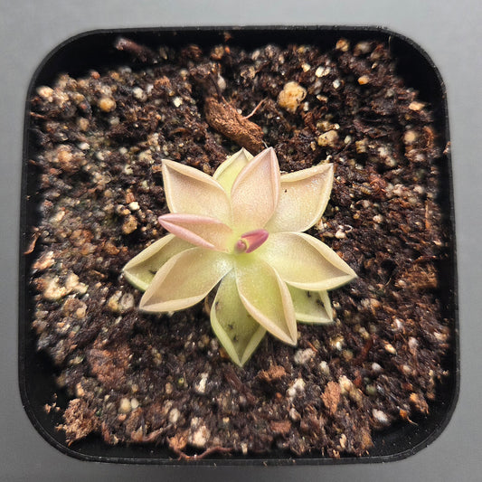 Pinguicula Estrellita