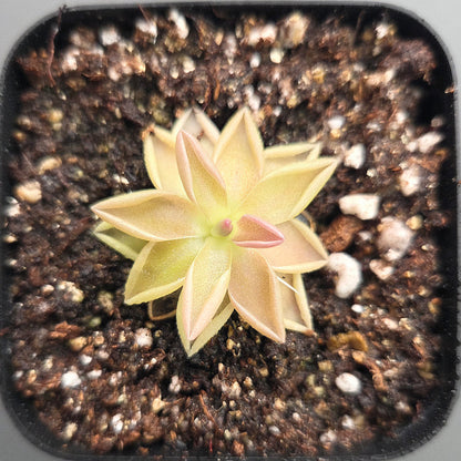 Pinguicula Estrellita