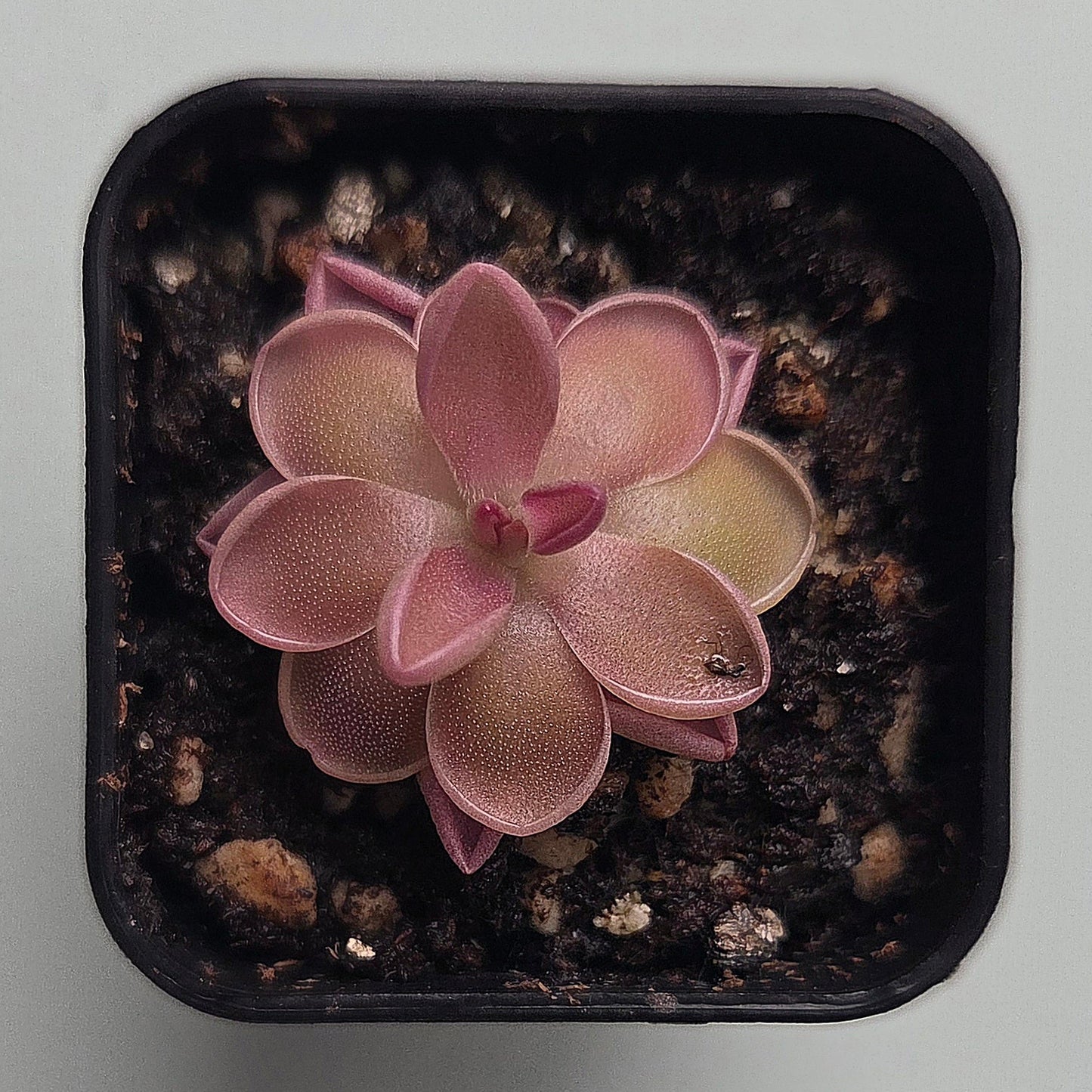 Pinguicula Fiorello III