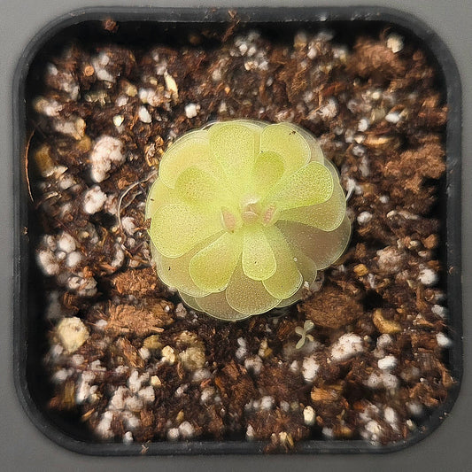 Pinguicula Florian