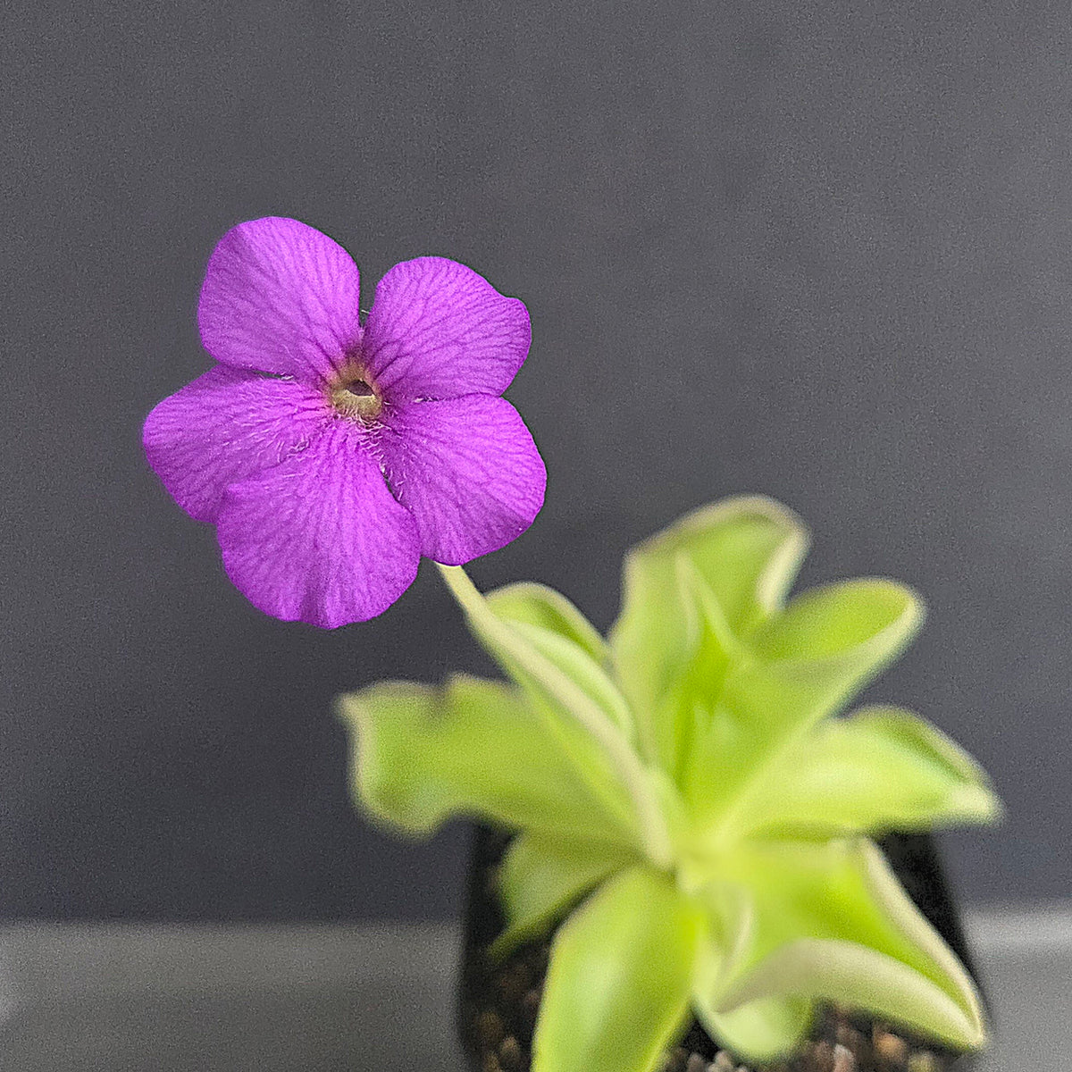 Pinguicula gigantea Red Flush x cyclosecta