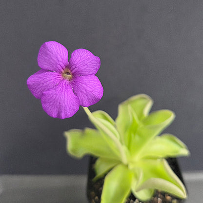 Pinguicula gigantea Red Flush x cyclosecta
