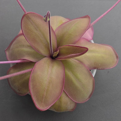 Pinguicula gigantea x moranensis (Santa Catarina Juquila)